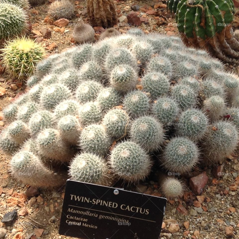 World of Cactus