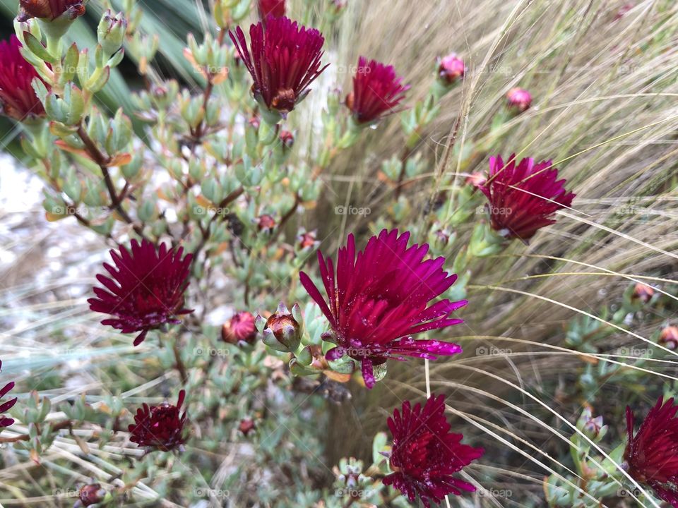 Flowers found along the coastline gardens of central Torquay.