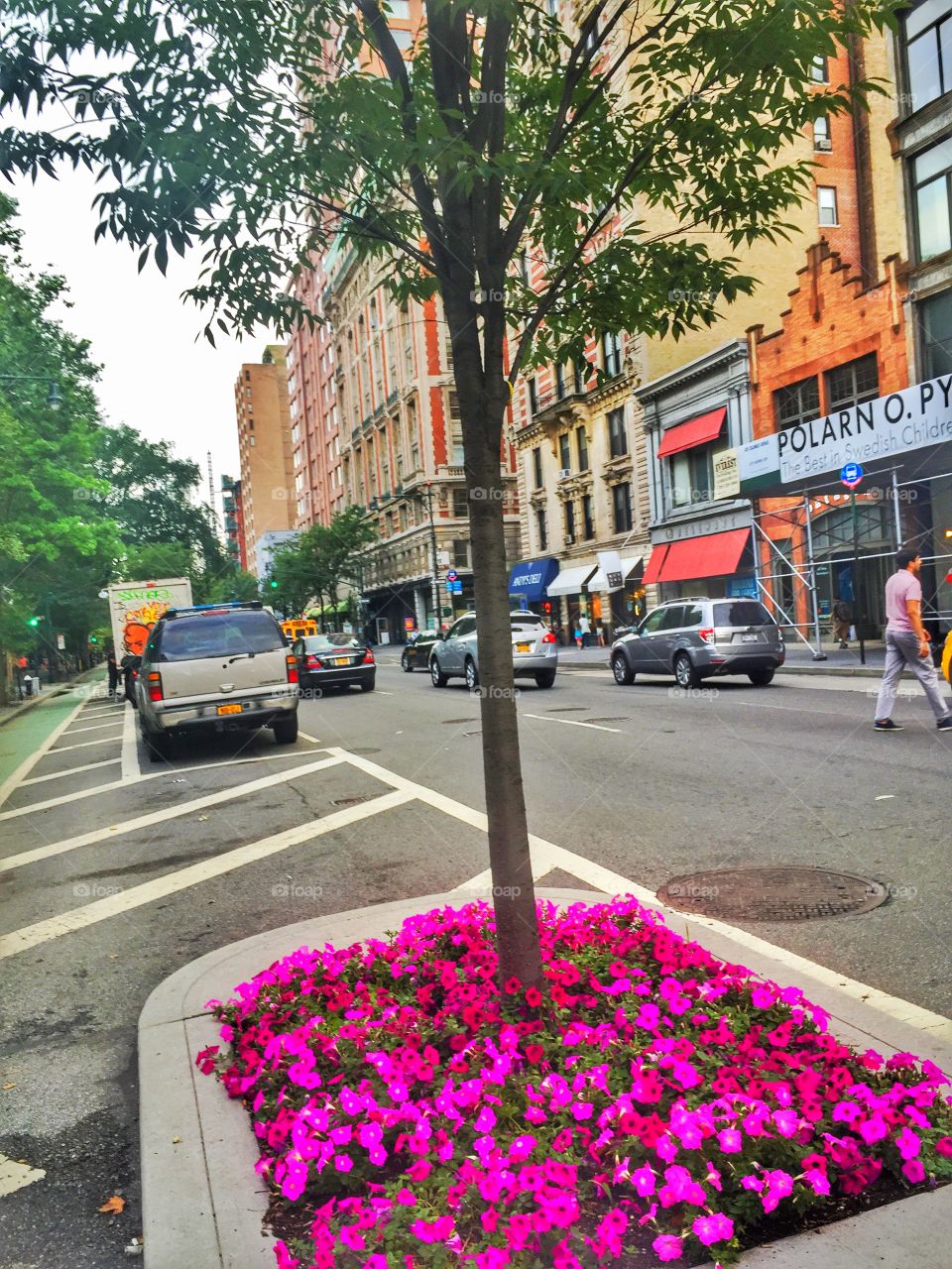 A Blossom of Purple. Purple flowers around a tree