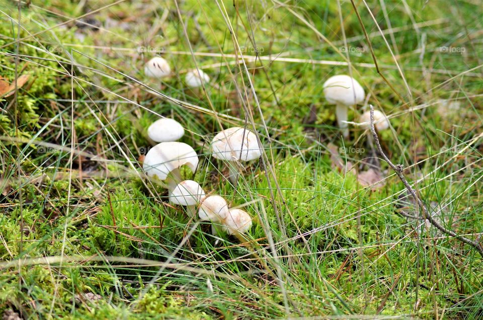 Forest mushrooms