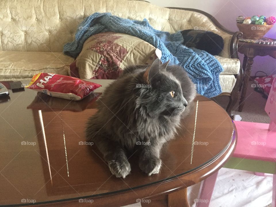 Grey cat on the coffee table 