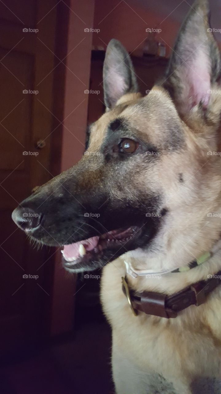 German Shepherd profile