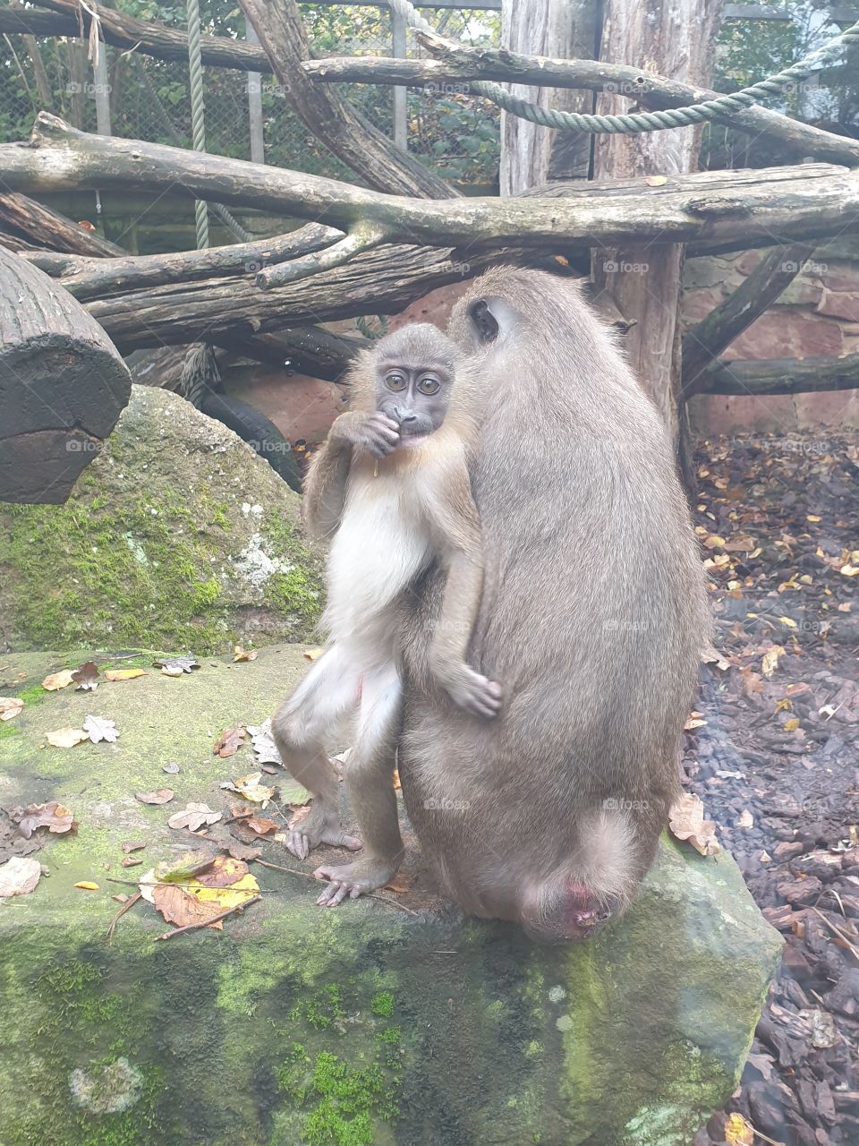 Monkey baby with Mama