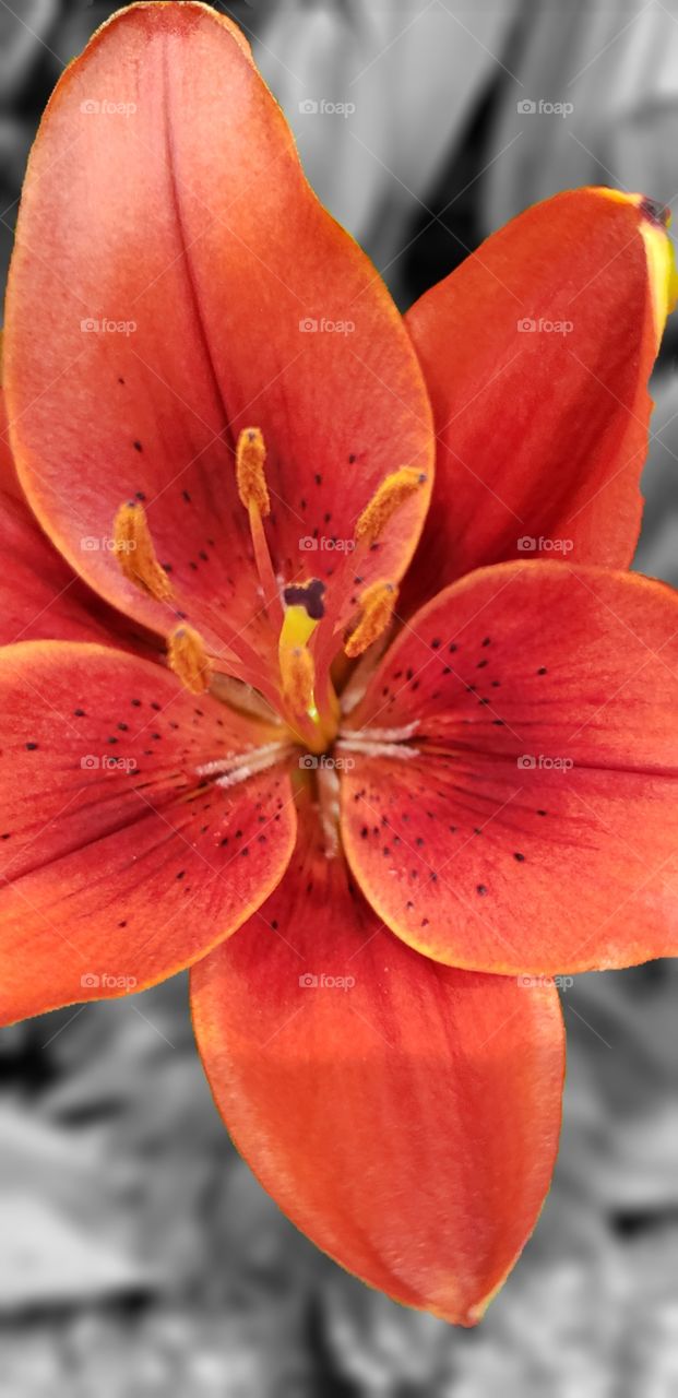 Tiger Lily closeup