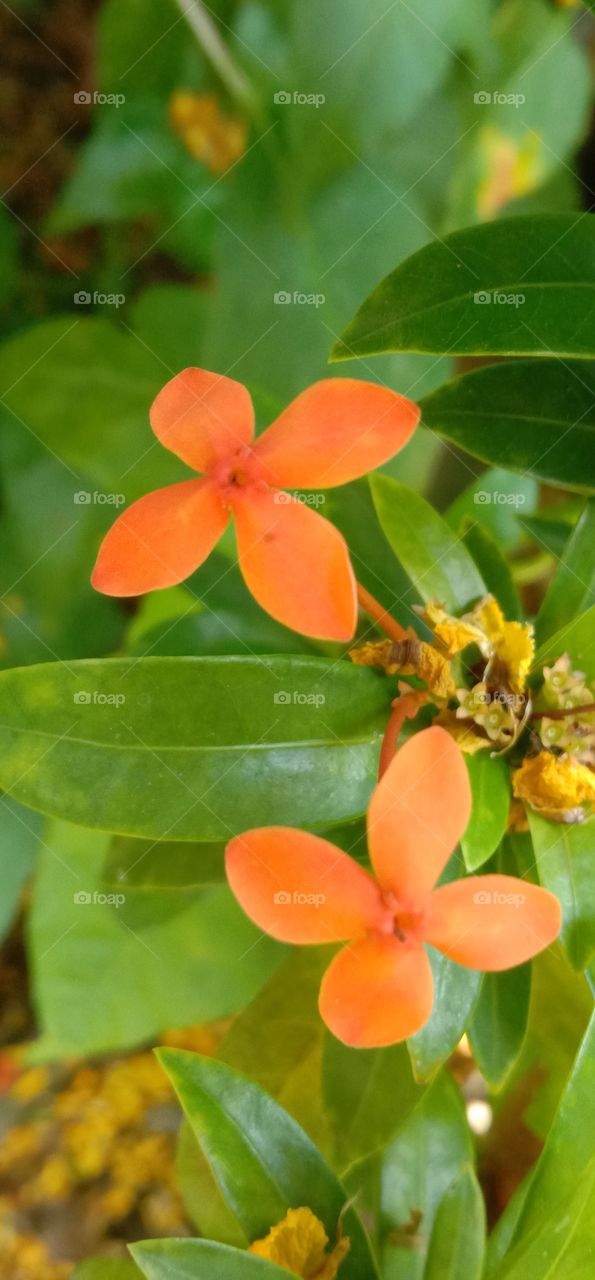 ixora chinensis