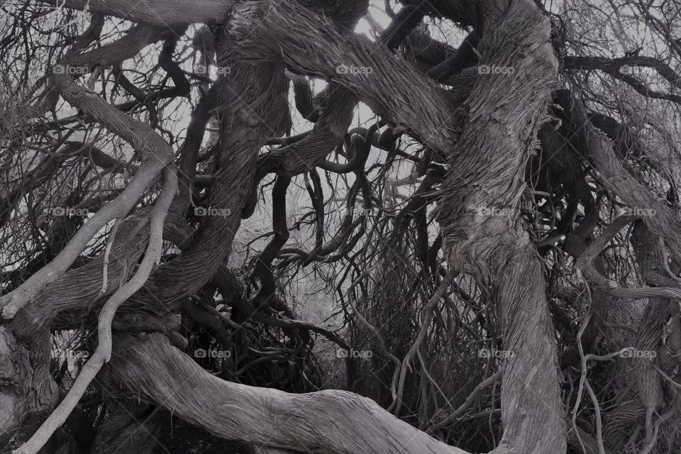 The twisted tangled branches of a large tree make for an interesting photograph