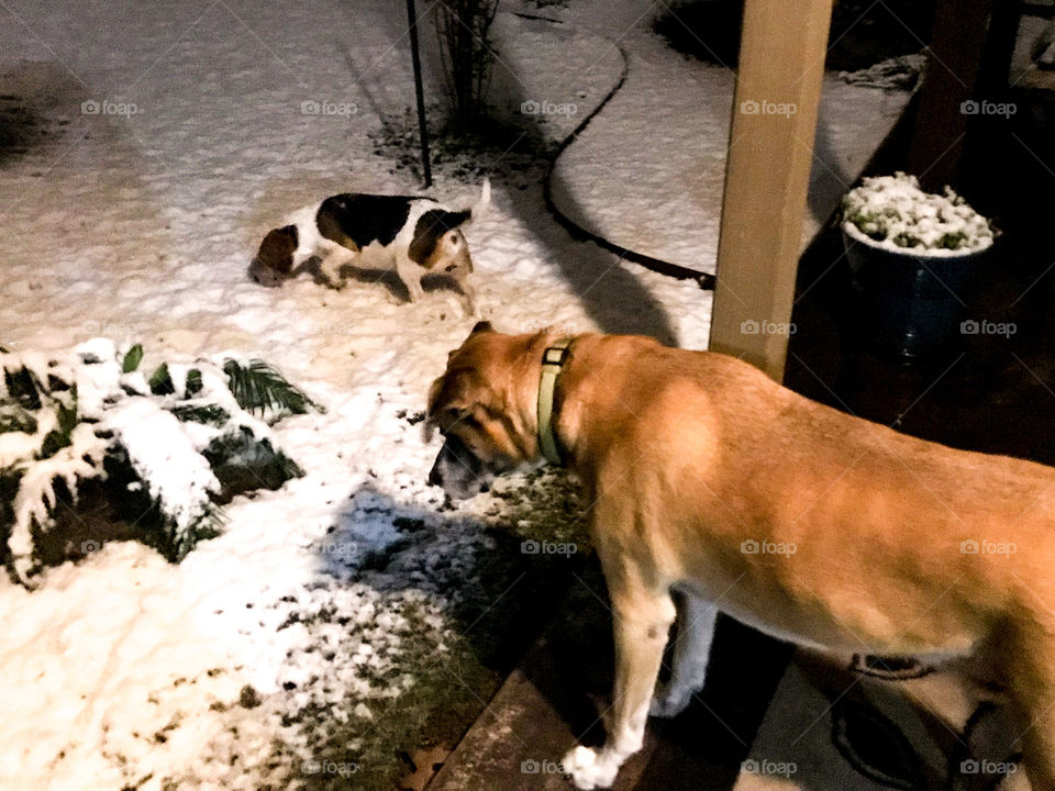 San Antonio snow Dec 2017. Confused dogs. 
