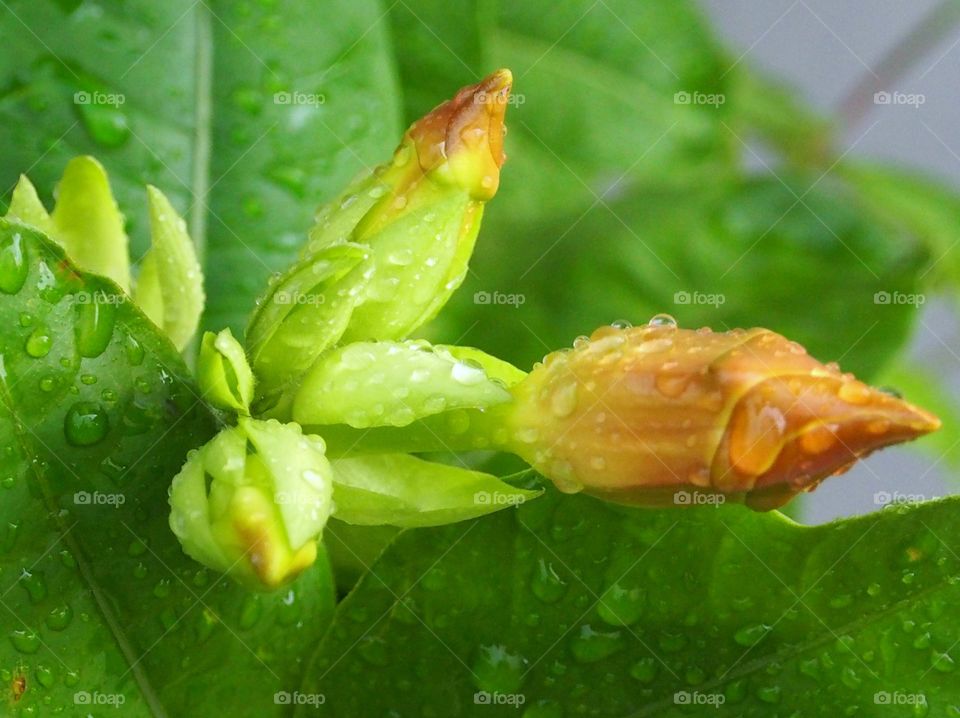 Rain drops on flower bud and leaves