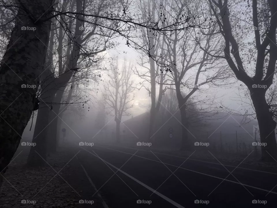Fog