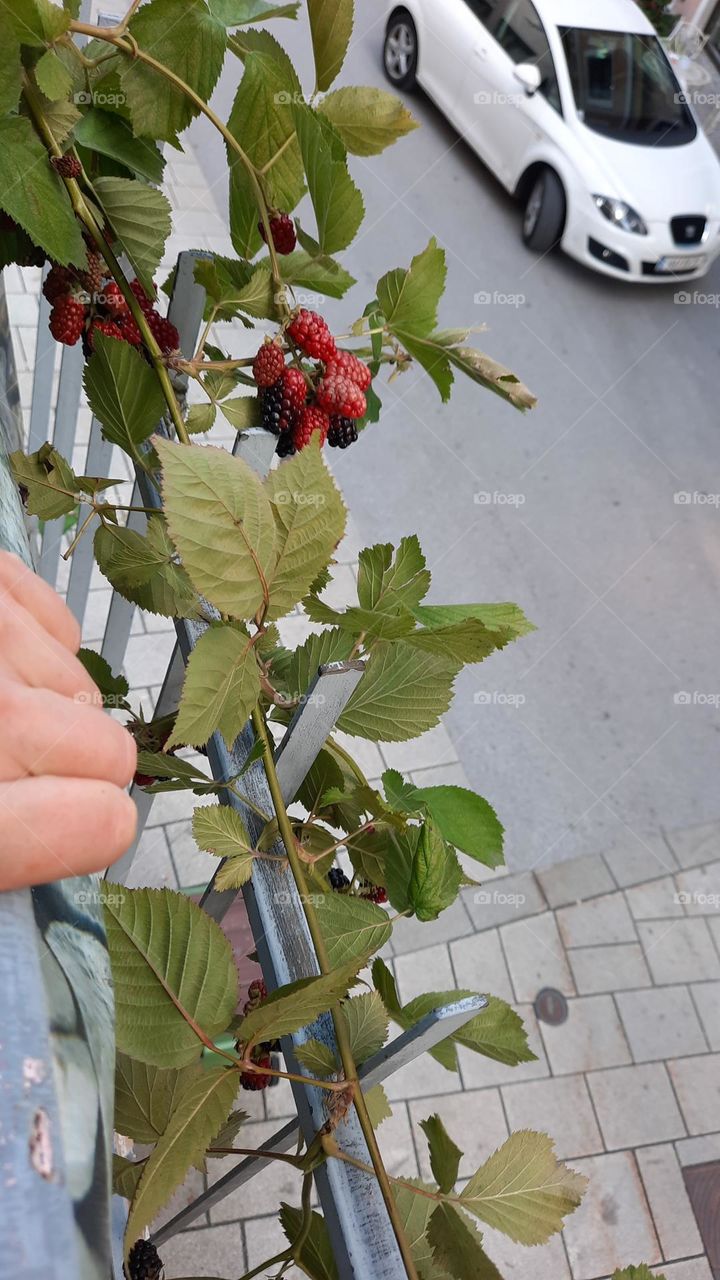 Brombeeren, Am Balkon