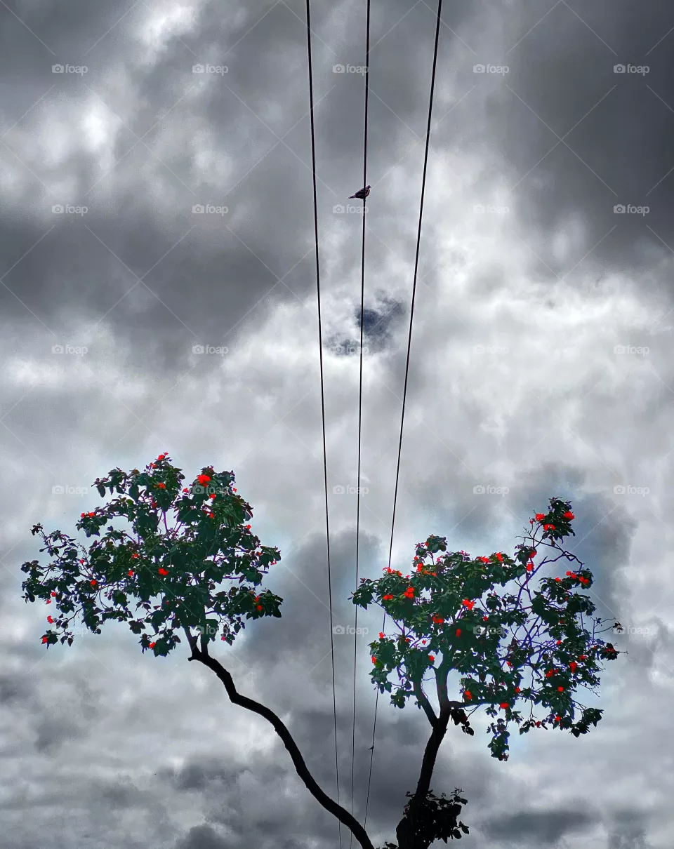 A bird on electrical wires between the split branches of a flowering tree