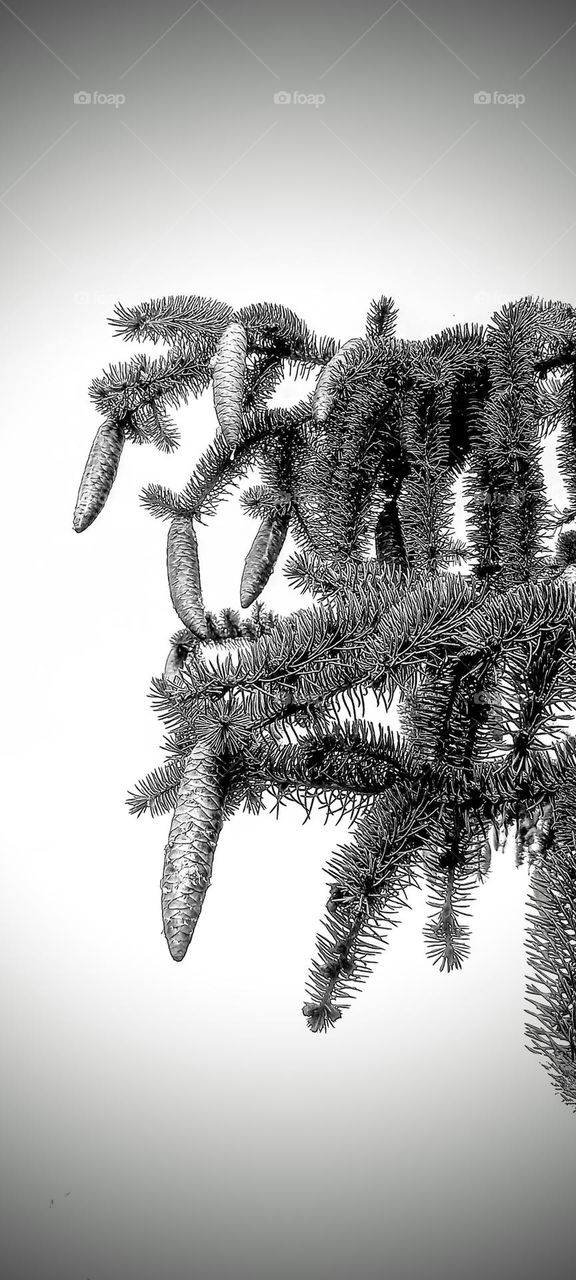 Pinecones and Needles