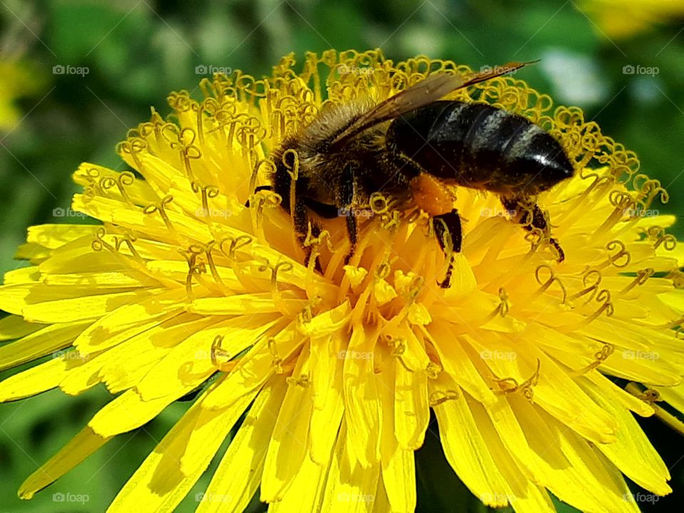 A valuable bee collects pollen and nectar on dandelion in spring.