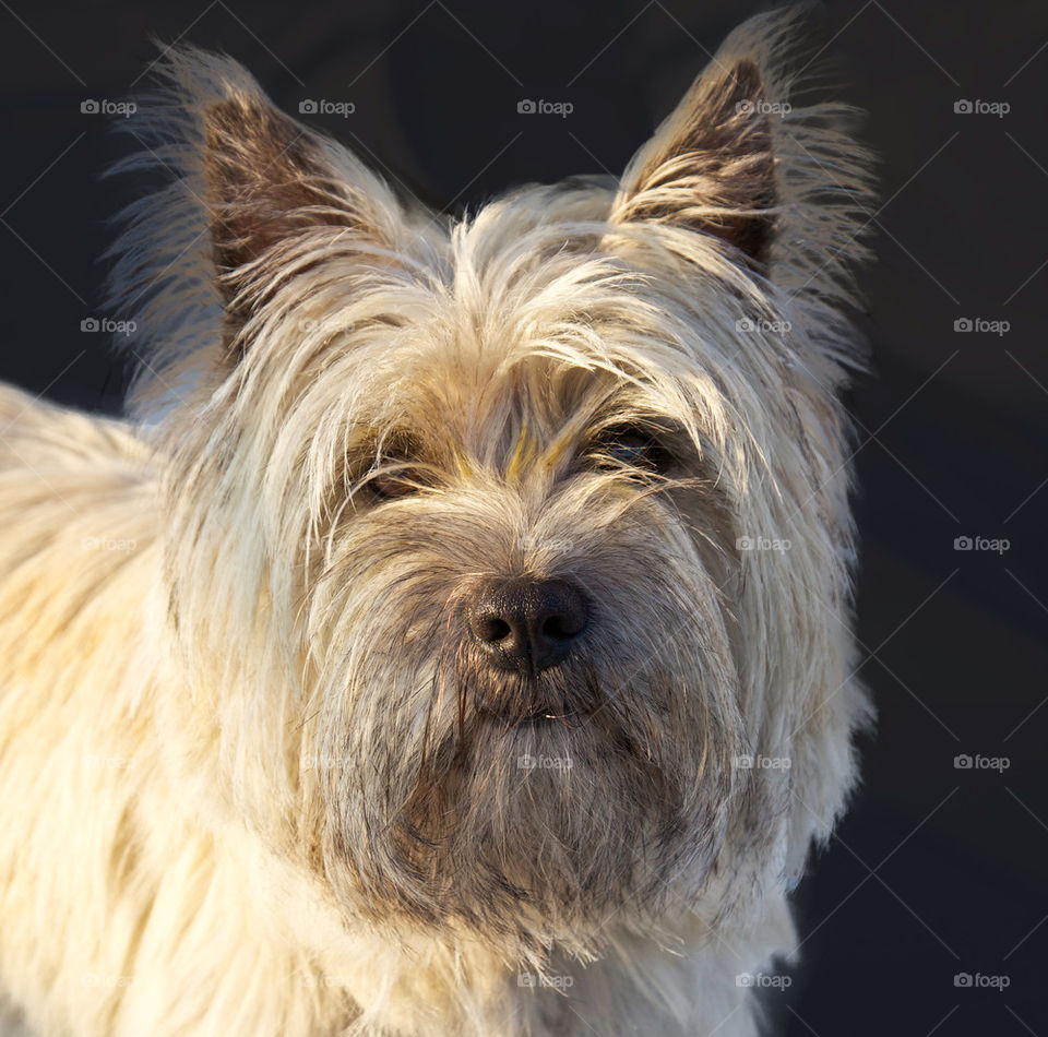 West Highland White Terrier dog.