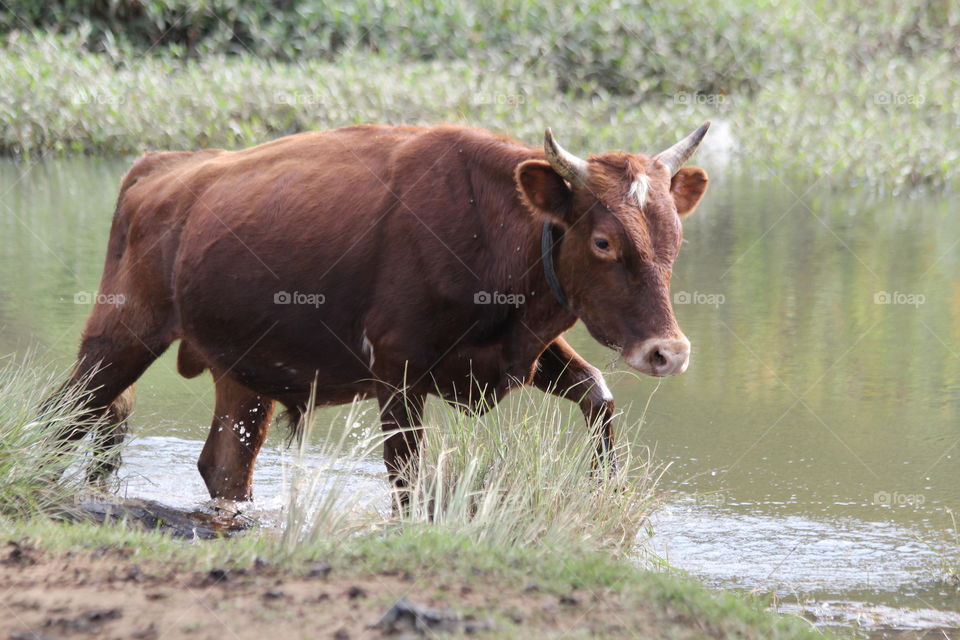 A cow walking in water, crossing a river