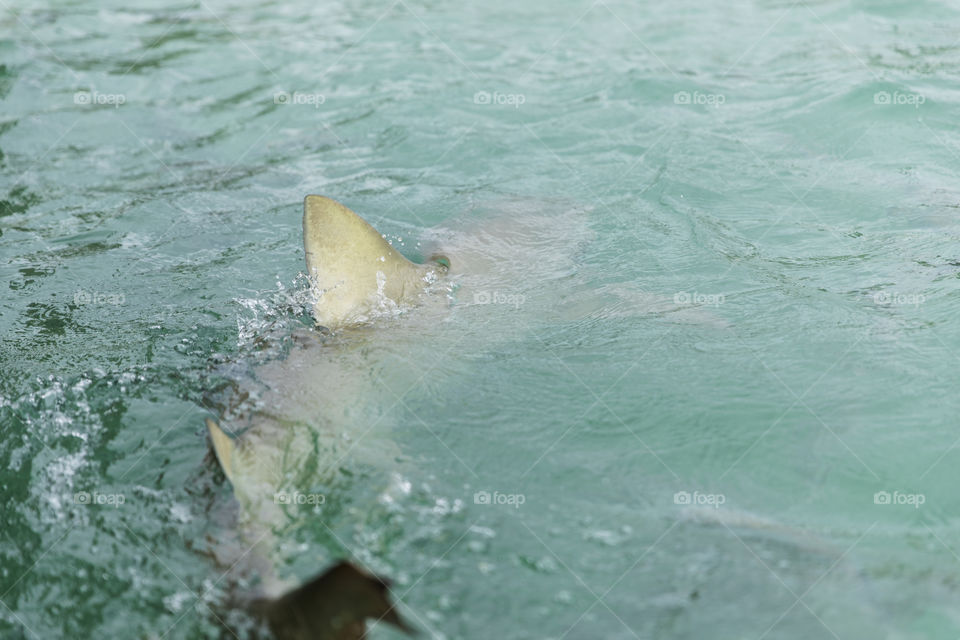 Lemon Shark Swimming
