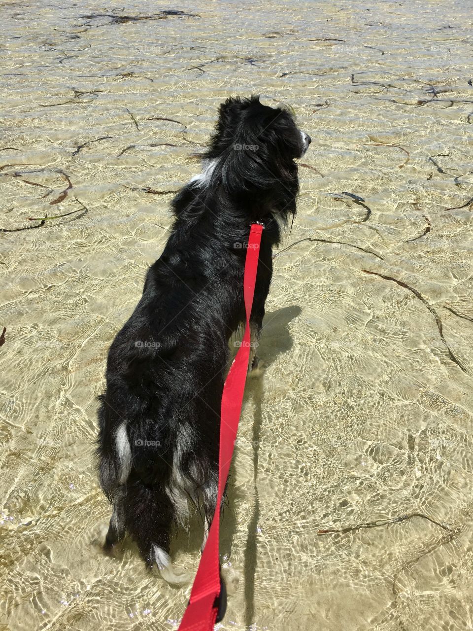 Dog walking on red leash in low tide at ocean red leash