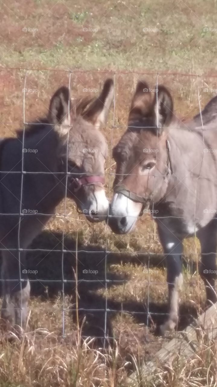 Donkey love when you live on the middle of nowhere this is what you see while on a bike ride. #artallovertheplace