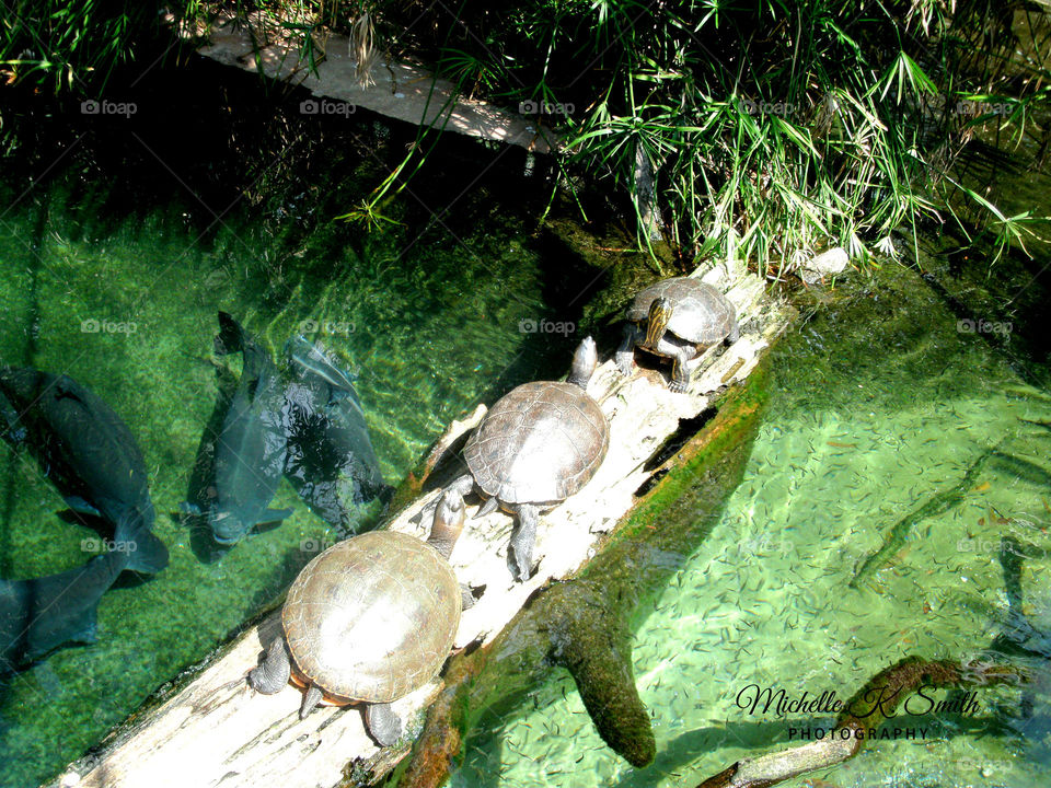 Turtles on the Log with Fish in the Pond
