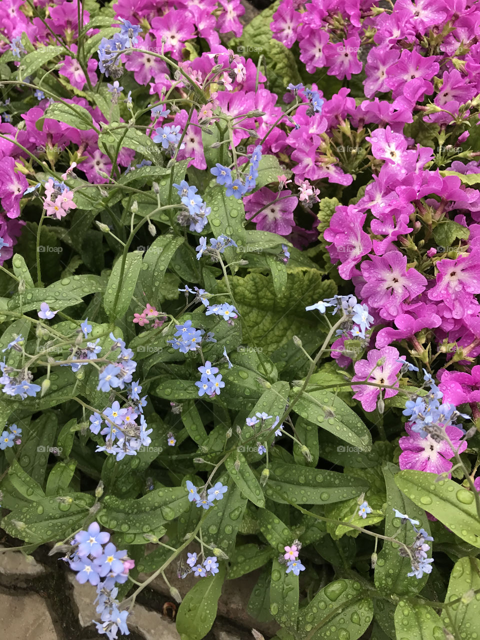 Spring flowers blossom in the garden