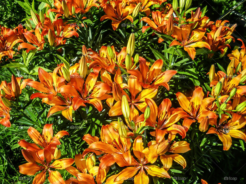 Orange royal flower in garden by elvio