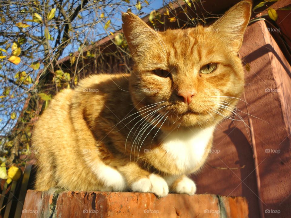 Cat, Mammal, Cute, Animal, Portrait