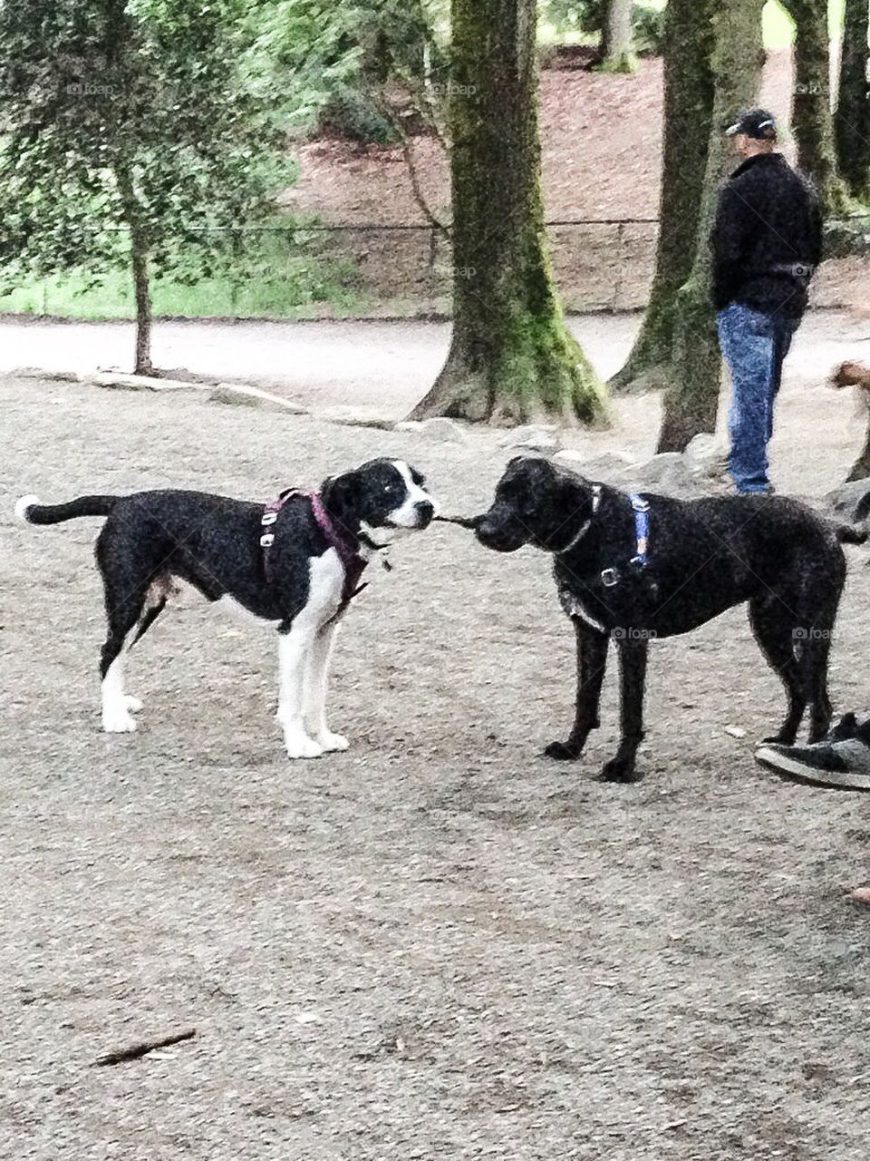 Dog park