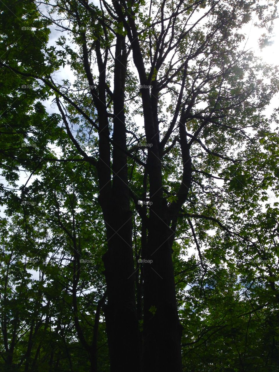 Tree sillouette . A tree