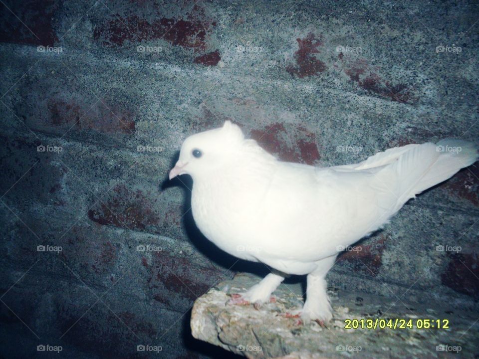 Pigeons and doves
Bird