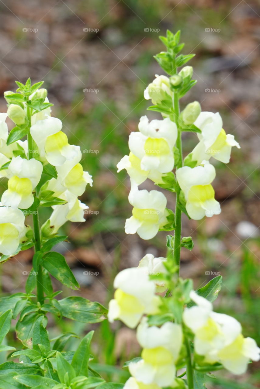 Dragon Plant 
Antirrhinum Maju L.
Spring
California