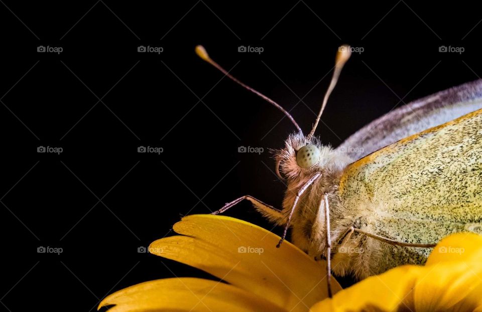 Bug eye butterfly