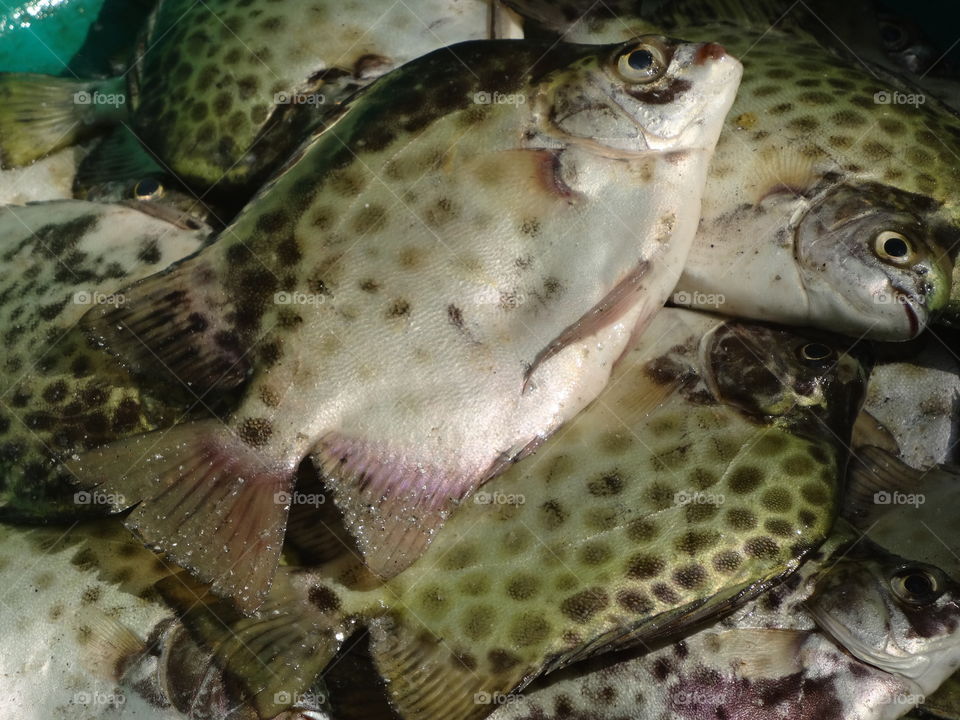 fish on the markket in kerala