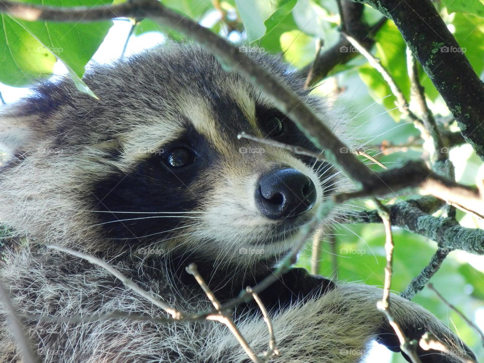 Racoon in a Tree