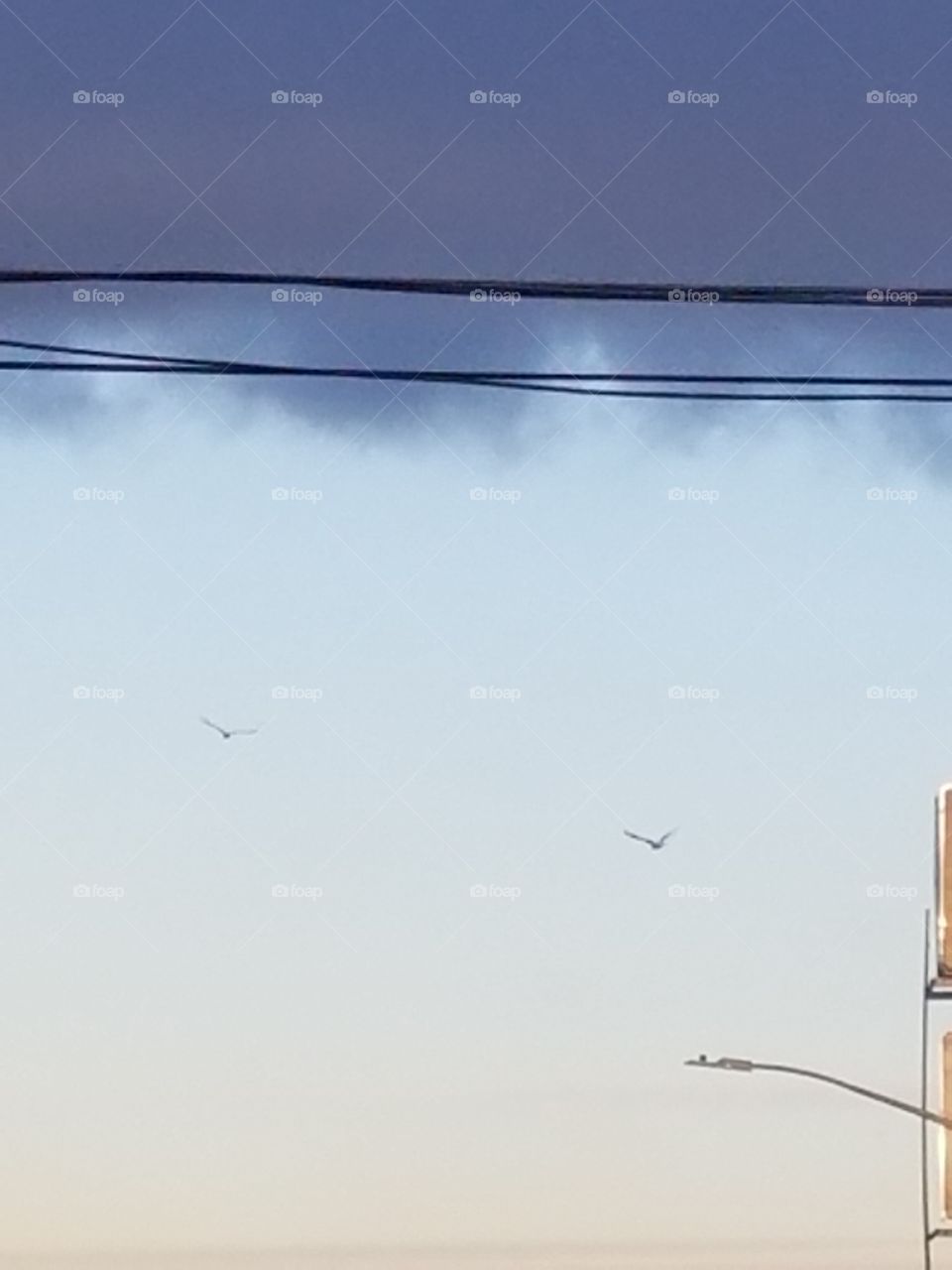 birds flying to the wires
