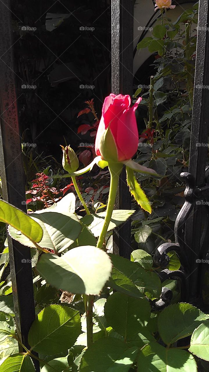 rose blossom. out for a ride on my bike