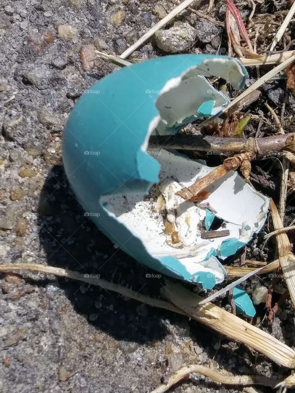 part of a robin's egg