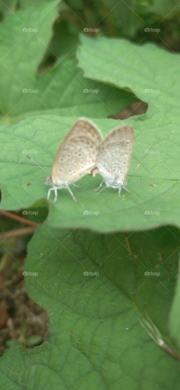 Two little butterflies making love