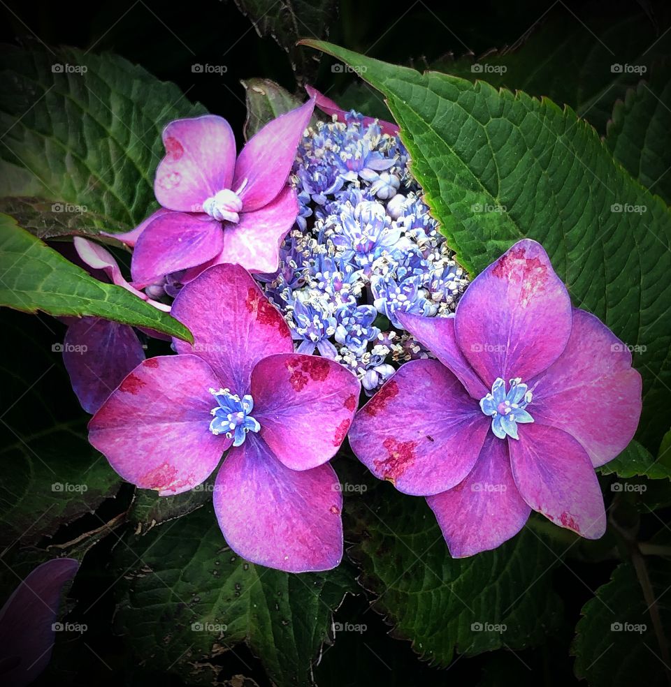 Pink and blue hydrangeas 