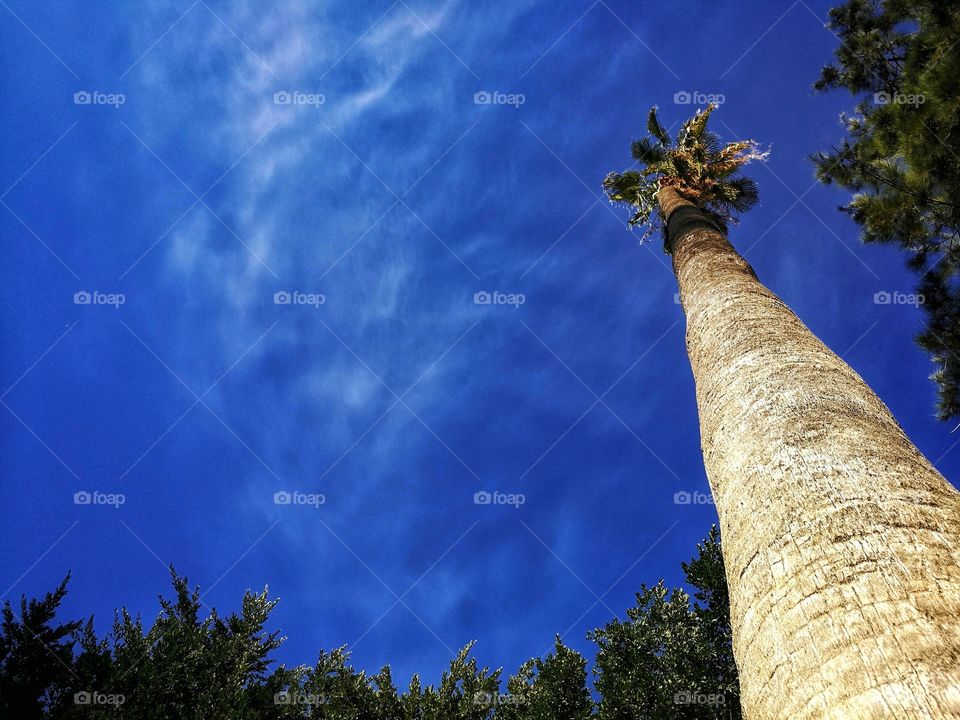 Palm tree low angle view