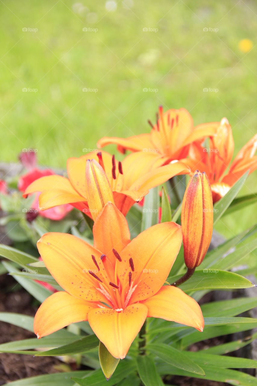 orange flower in schotland