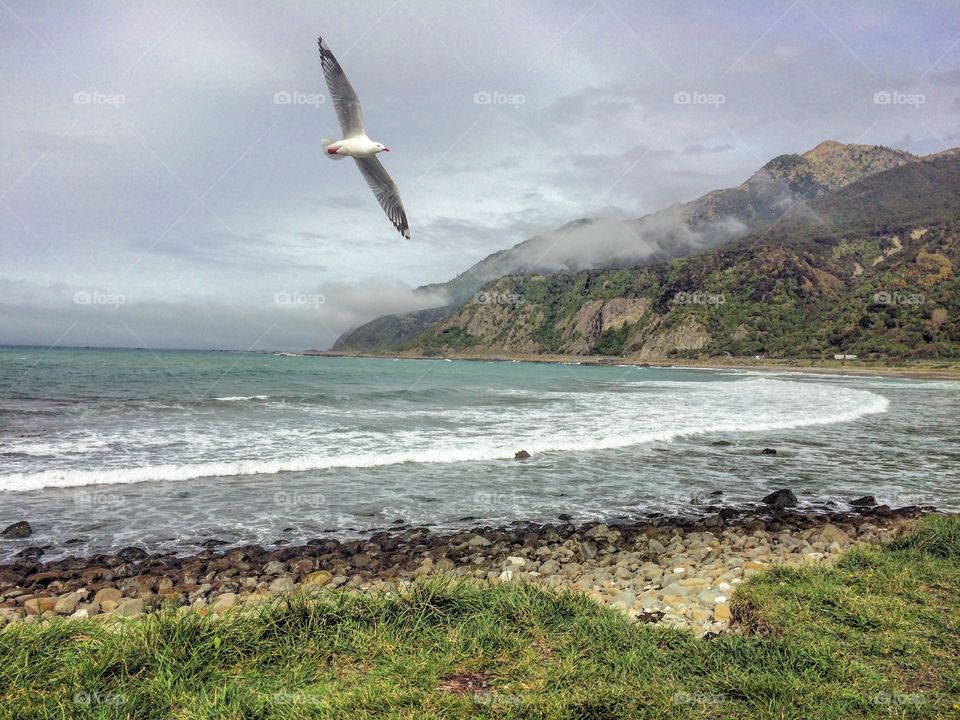 Medicinal coastline