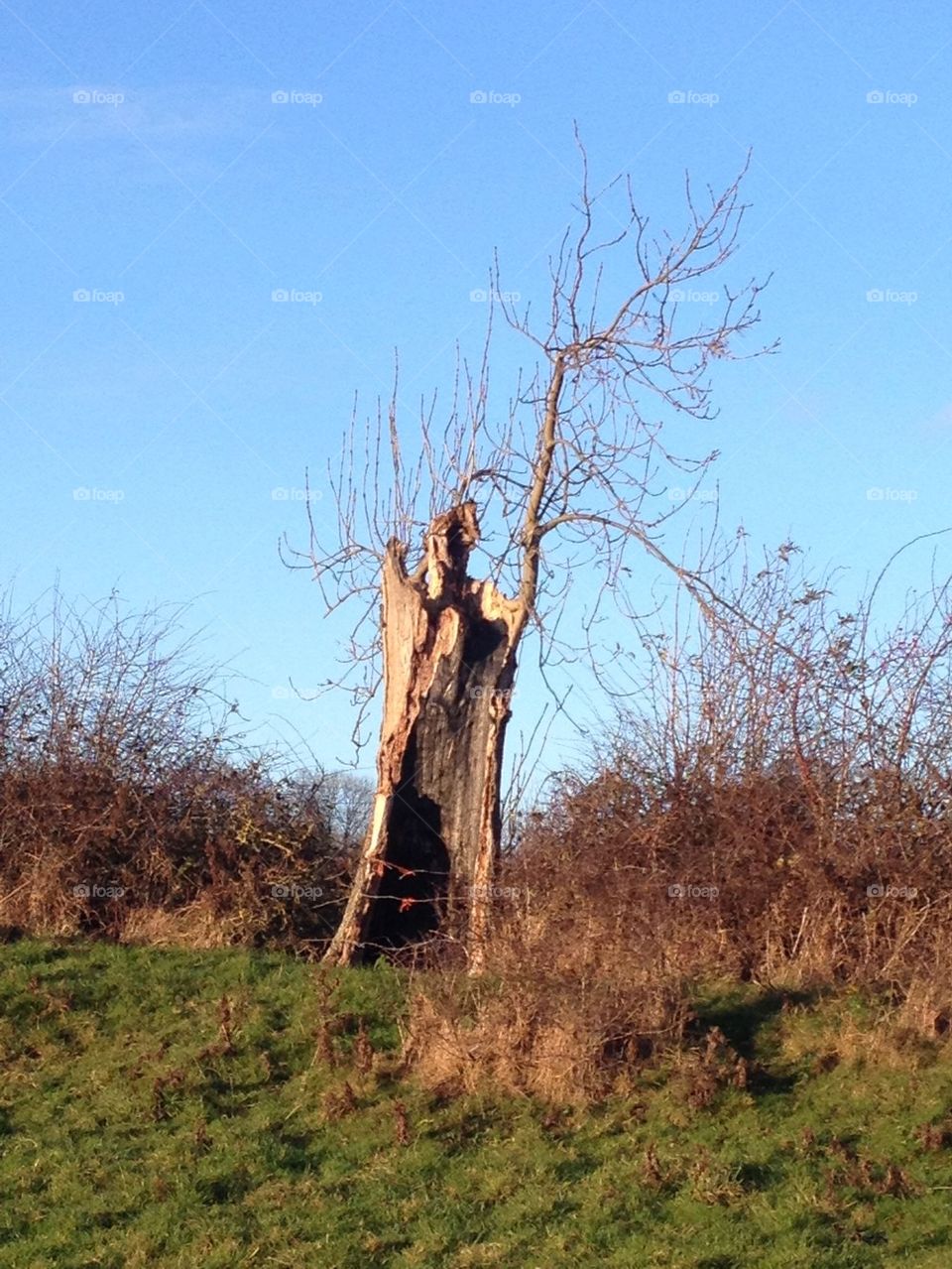 Owl Tree