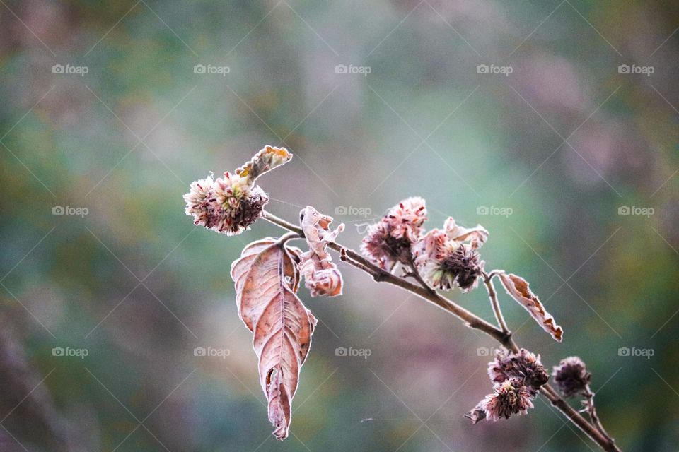 Close up view of a dried up plant with beautiful patterns on the leaves and flower buds