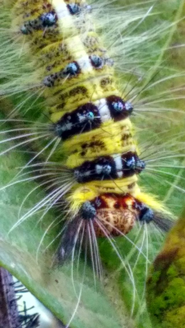 animal