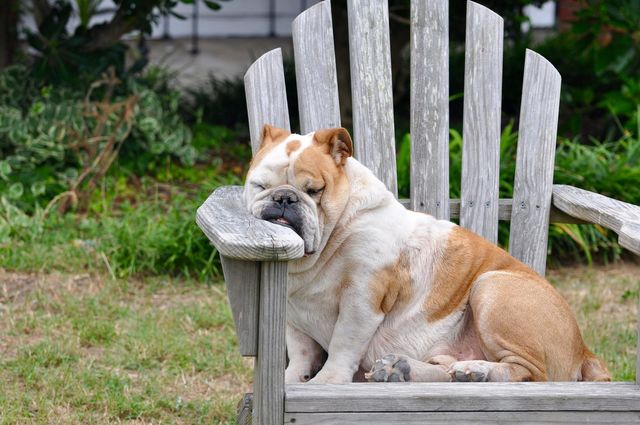dog sleeping
