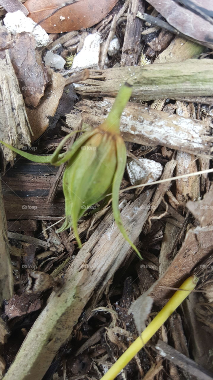 fallen flower closeup