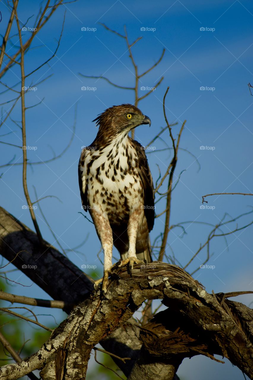 this second one is also very cool
 STONE EAGLE