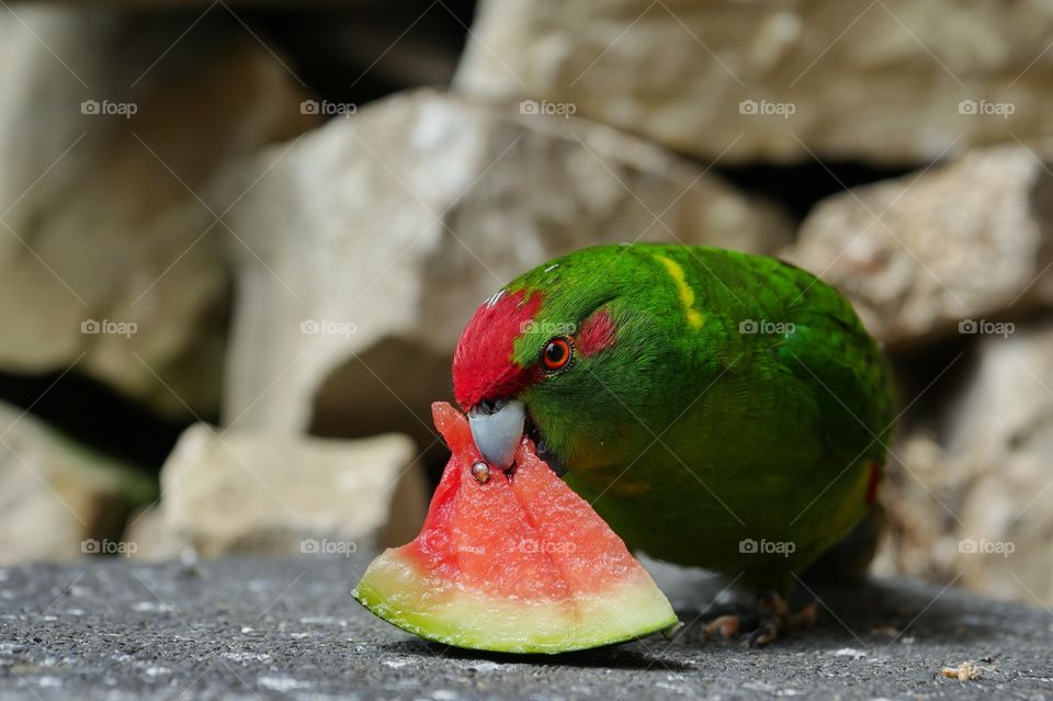 Refreshing watermelon