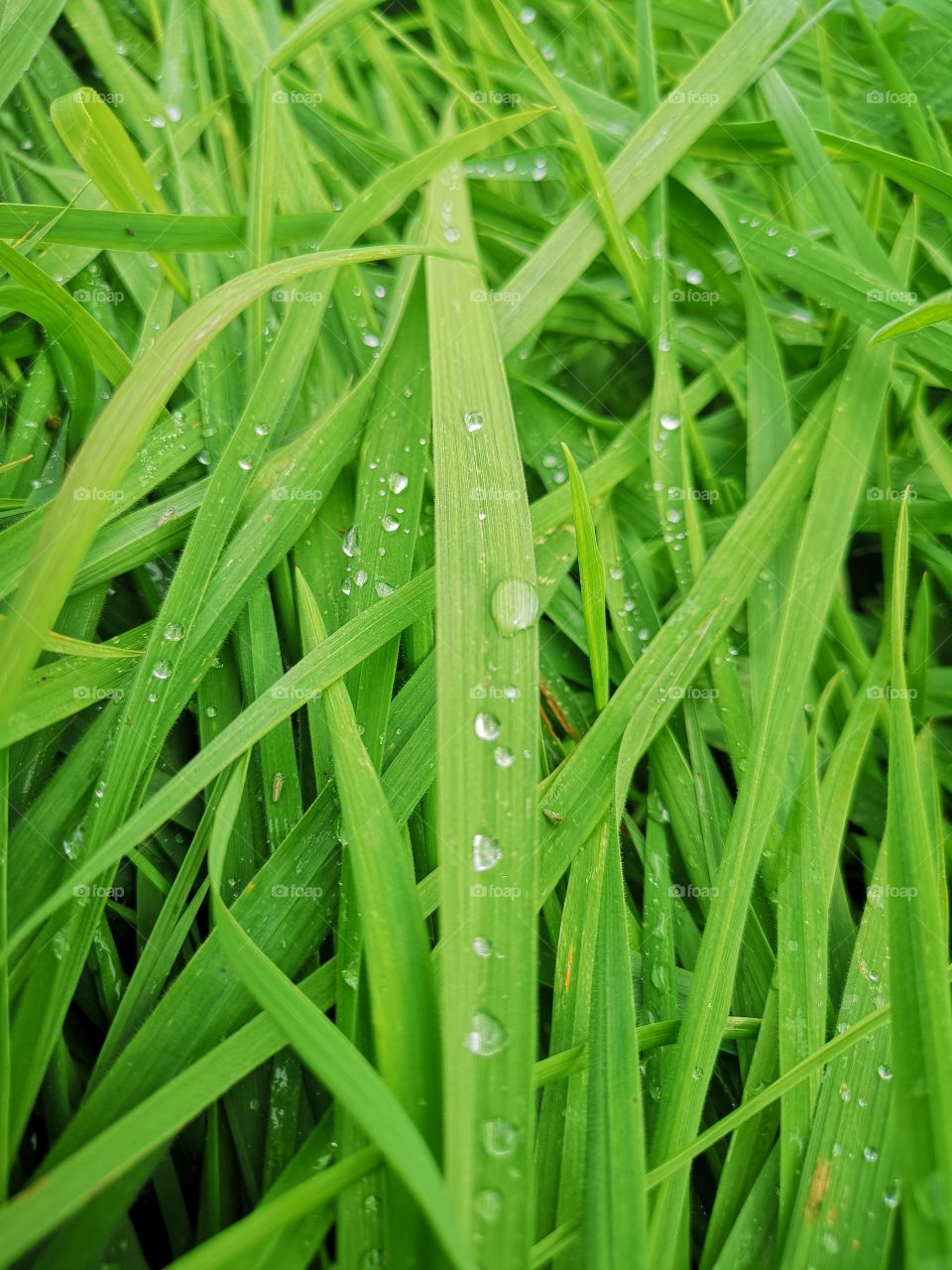 Grass with a drops