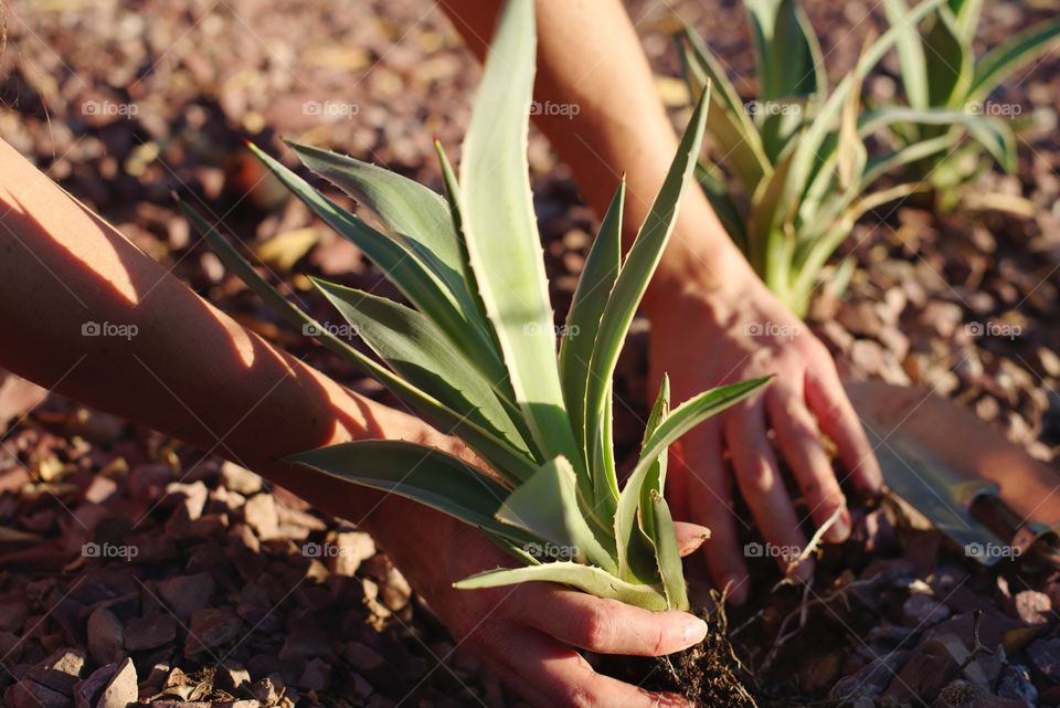 Planting Agave in the yard.